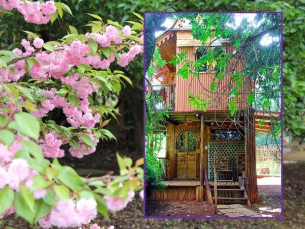 Sycamore Avenue Treehouses & Cottages Accommodation Windy Room photo